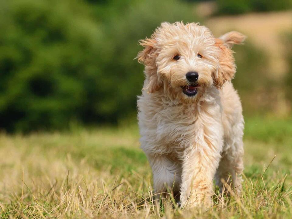 The 9 Most Common Health Problems in Goldendoodles
