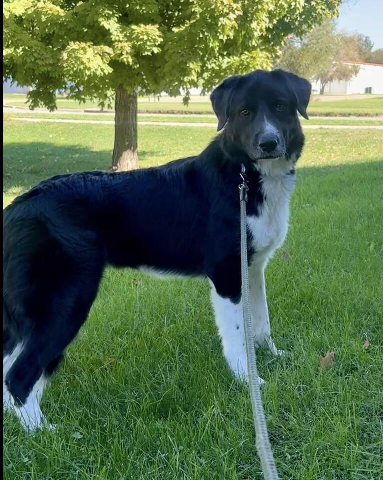 🐶 Playful, Gentle & Loyal Dogs Ready for Adoption in Muscatine - NewsBreak