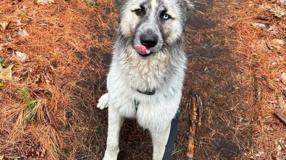 Meet Bobble: He Loves a Good Splash, a Long Walk, & Leaning In for Love ...