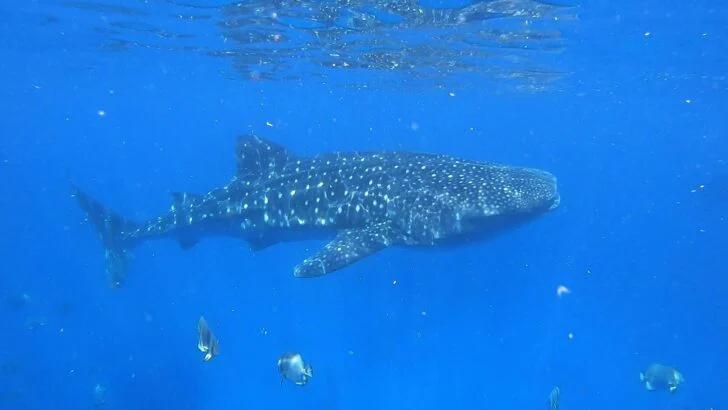 Top Destinations for Swimming With Whale Sharks