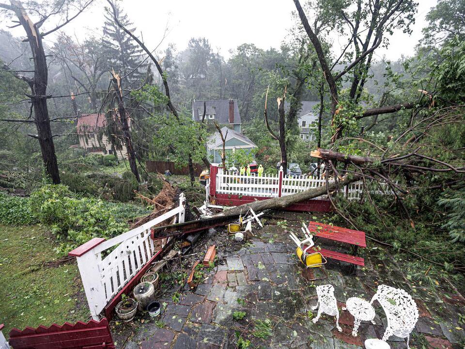 A big tree just came down in your yard. What does that mean for your