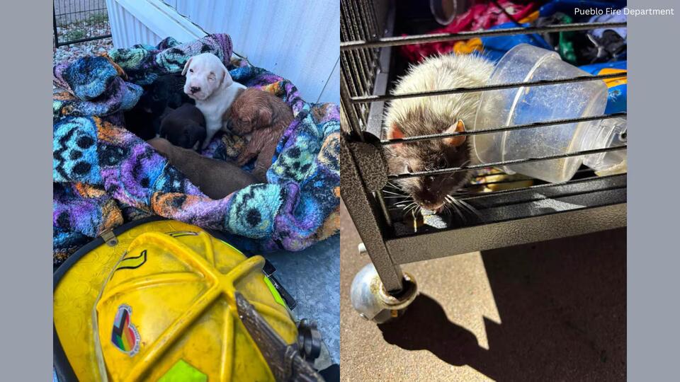 Pueblo firefighters rescue seven puppies, pet rat from structure fire ...