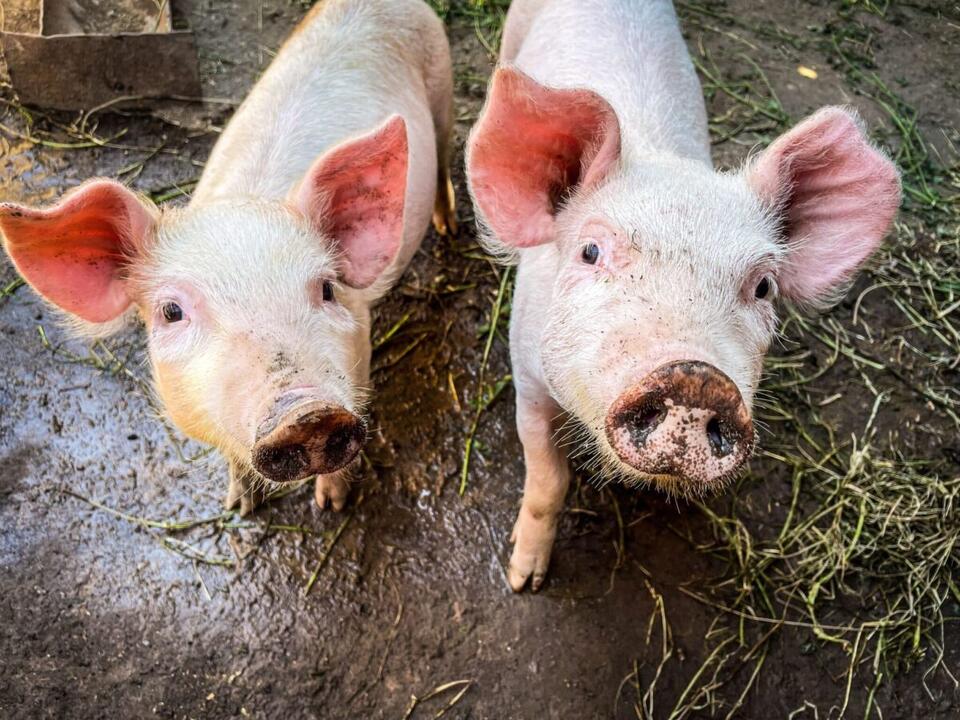 Pig Kidney Functions Normally In Brain-Dead Human For Record 61 Days ...