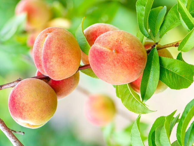 Why Your Fruit Trees Aren't Bearing Fruit—and How to Fix It