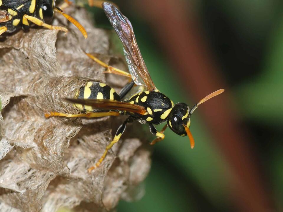 12 Insects and Bugs That Hibernate - NewsBreak