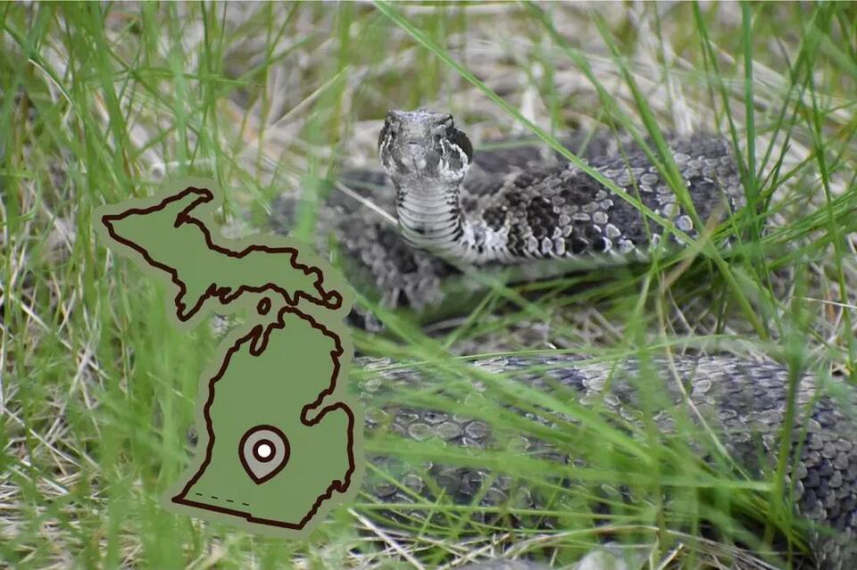 A Deadly Snake Calls Michigan Home; What To Do If You Find One - NewsBreak