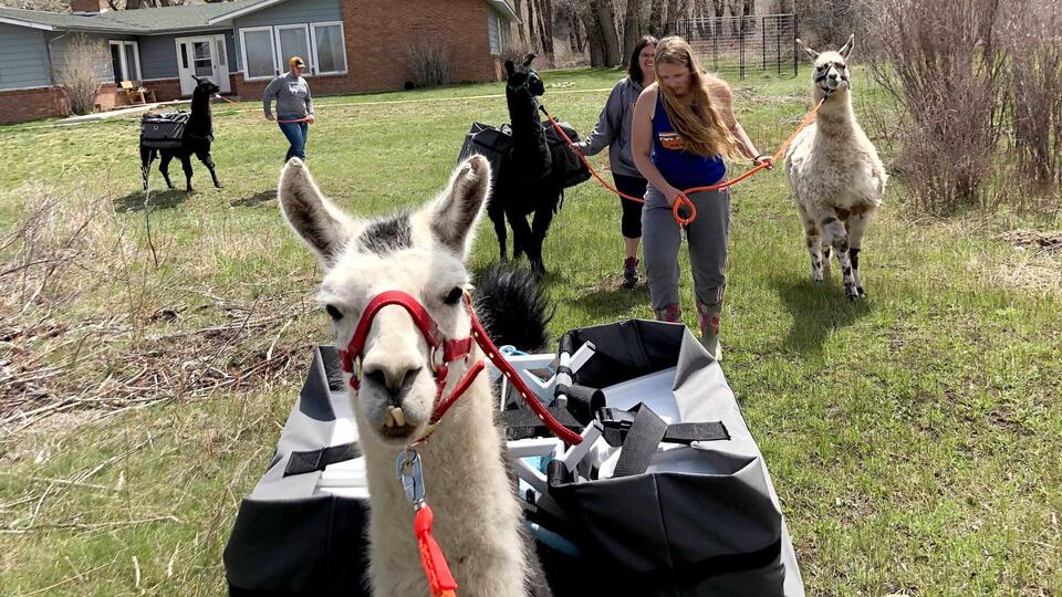 Llamas Are Becoming A Big Tourism Draw At Farm In Elk Mountain, Wyoming