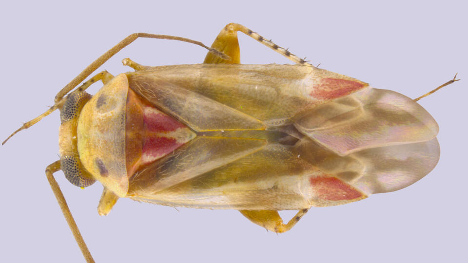 Meet Swiftiephylus, an Australian bug named after Taylor Swift - NewsBreak