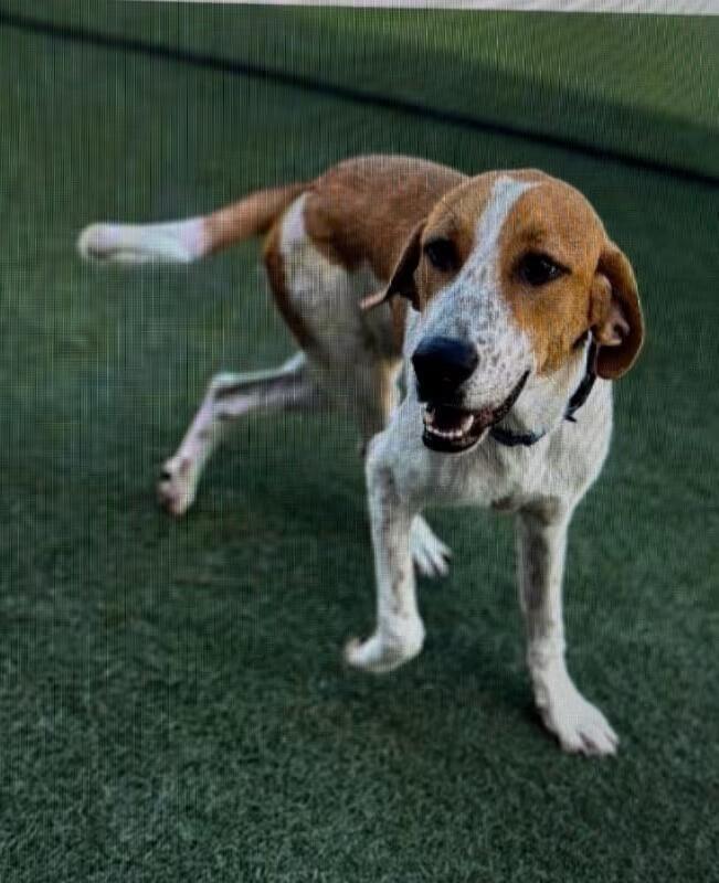 🐶 Playful, Gentle & Loyal Dogs Ready for Adoption in Boulder - NewsBreak