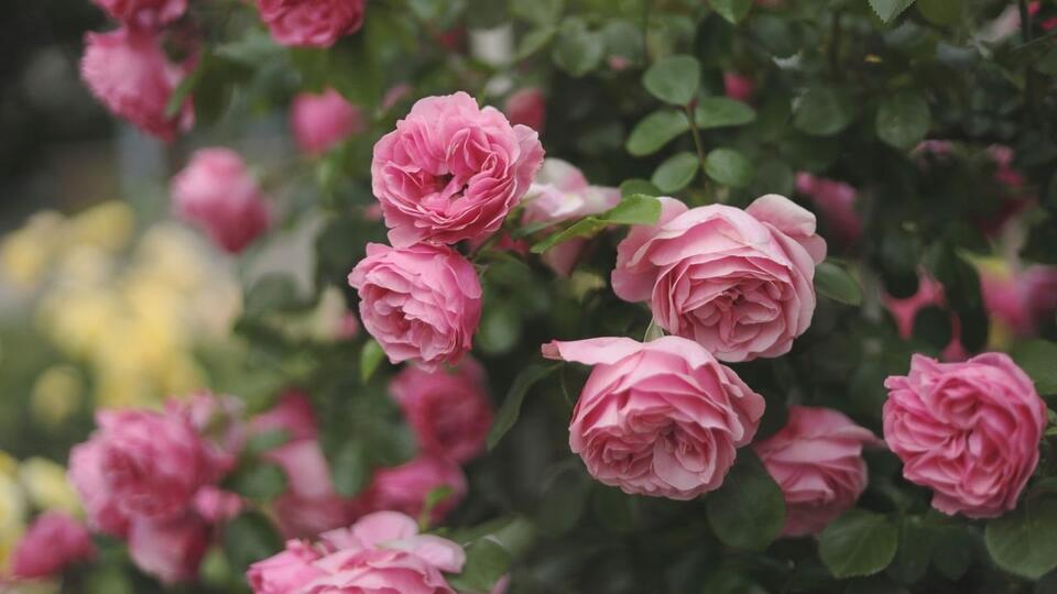 What Your Roses Really Need in April – Pros Share 5 Insider Tips for ...