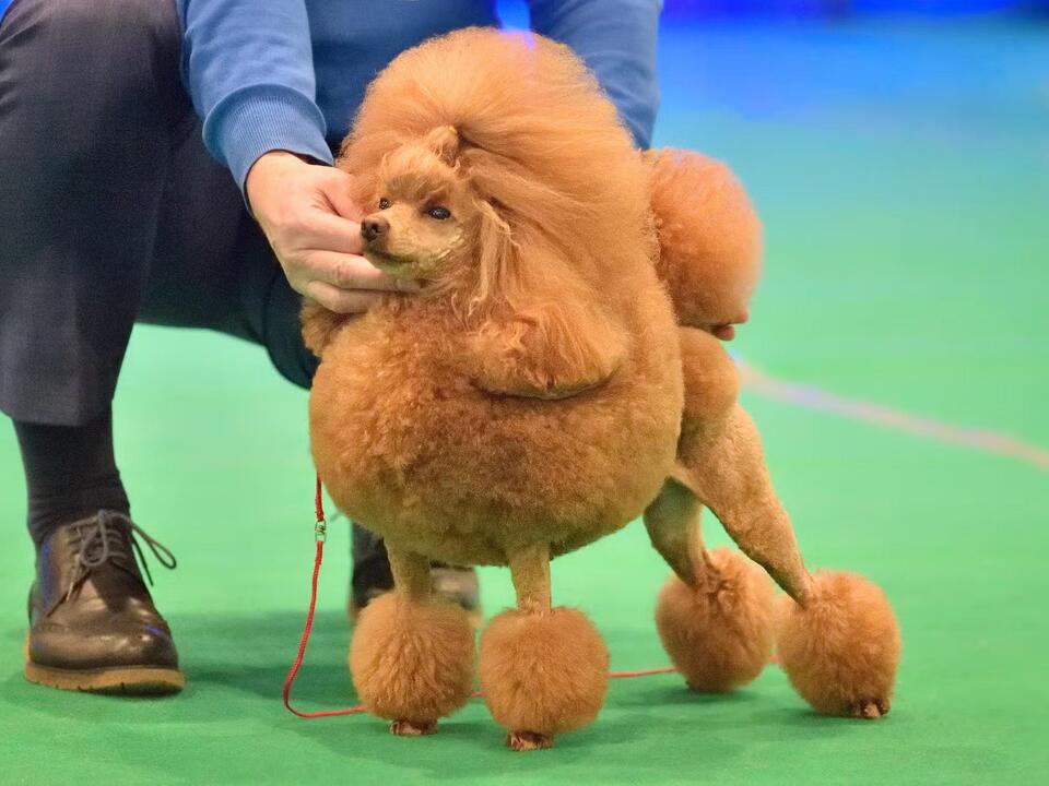 National Dog Show Marks 25th Anniversary With Thanksgiving Day ...