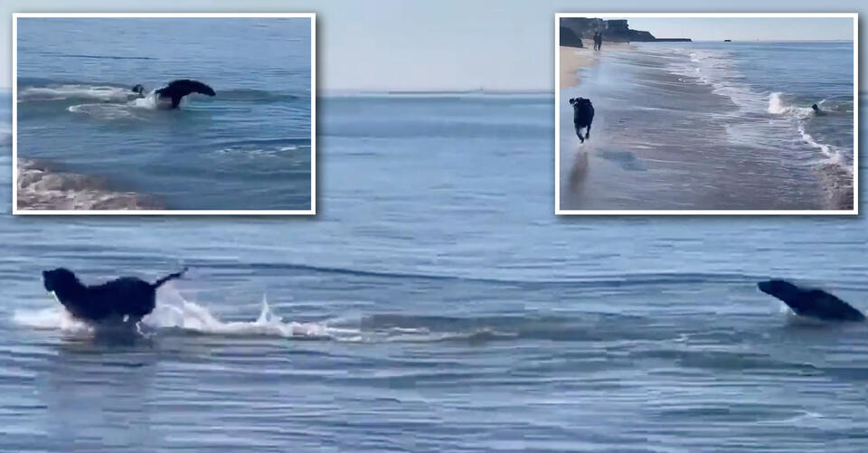 Video of seal and dog playing fetch together goes viral TrendRadars