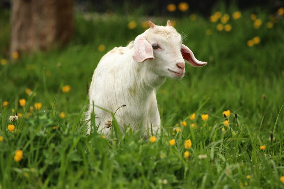More goats work the riverbank in Mishawaka