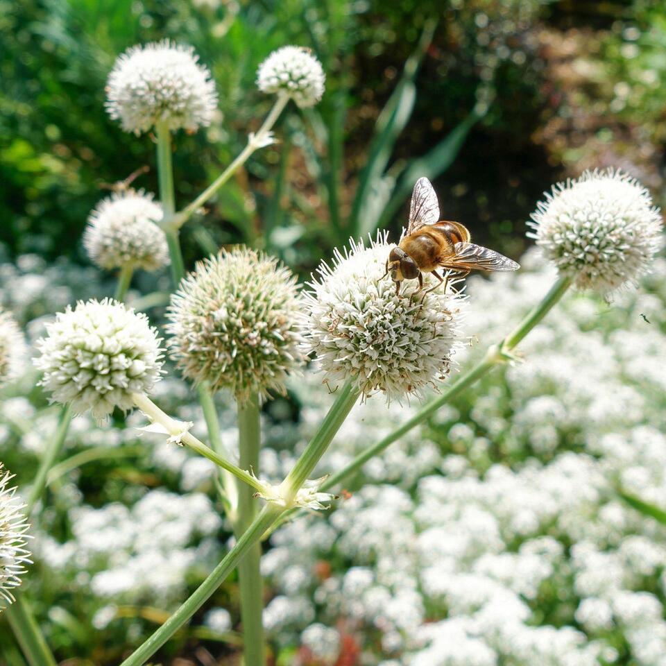 This Striking Prairie Native Is Quietly Replacing Mediterranean Plants – It's Hardier and Wildlife-Friendly