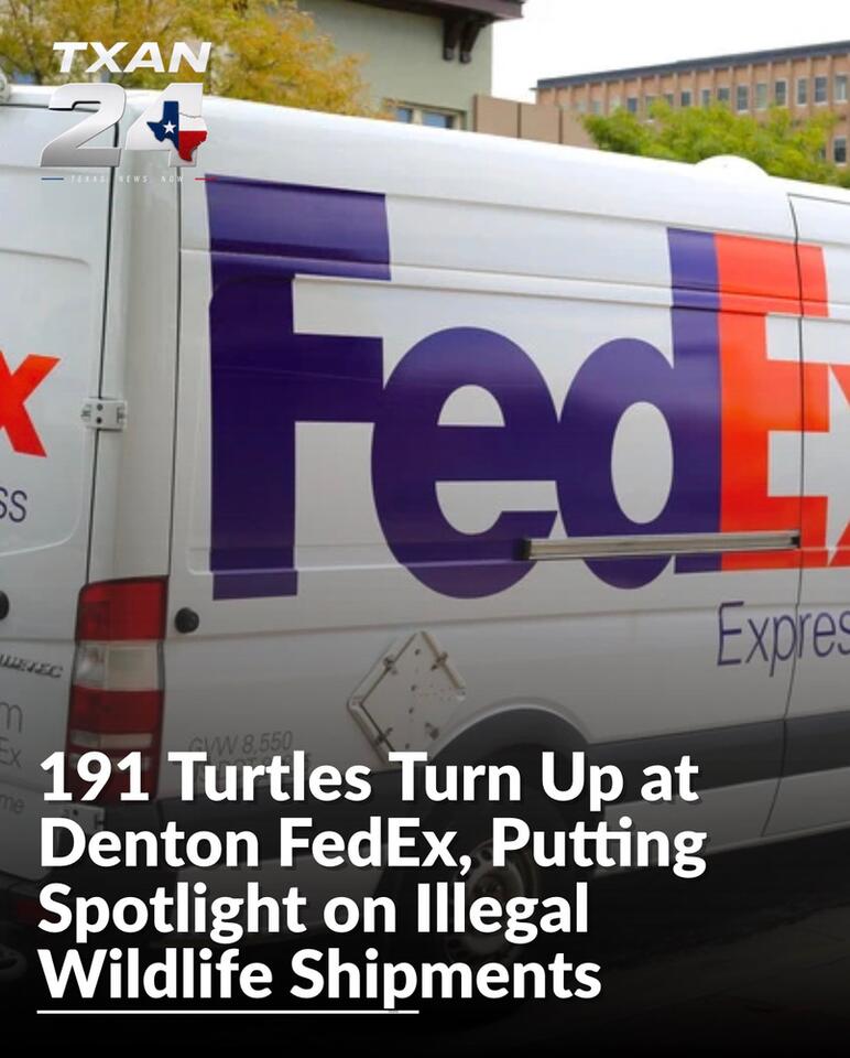 191 Turtles Turn Up at Denton FedEx, Putting Spotlight on Illegal Wildlife Shipments