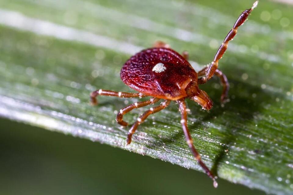More people than thought may be at risk for red meat allergy caused by ticks
