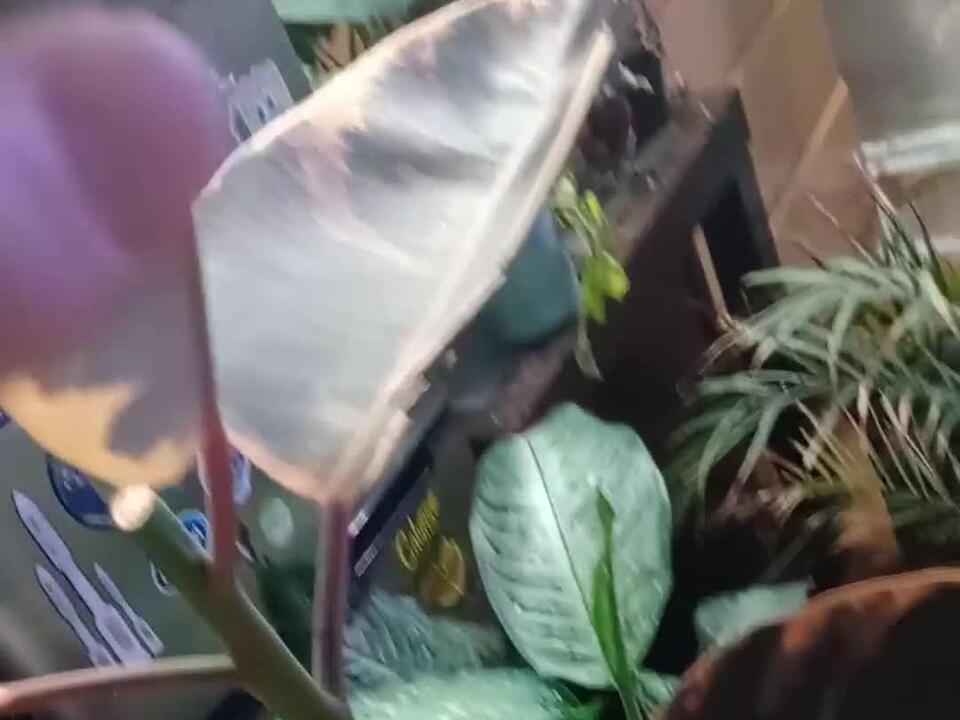 a bunch of my plants have new leaf growth all at the same time.. I'm