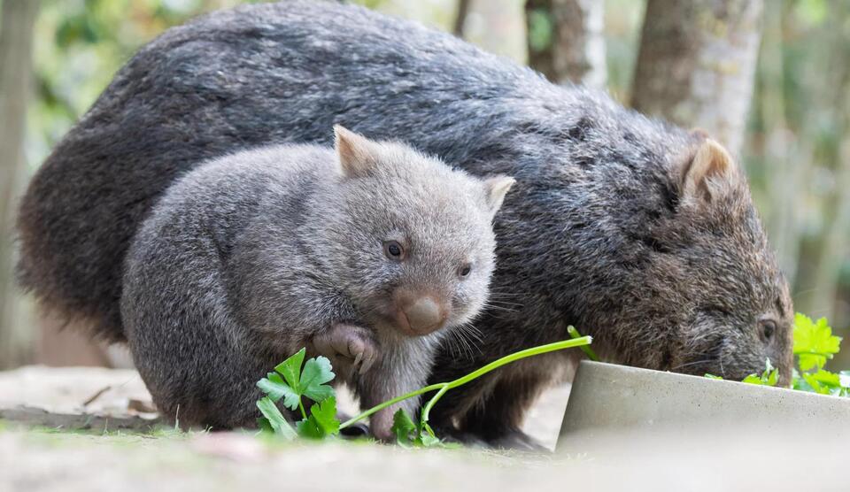 A U.S. influencer outrages Australians by snatching a baby wombat from ...