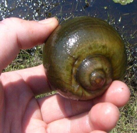 Invasive Snails Can Harm Environment and Your Health - NewsBreak
