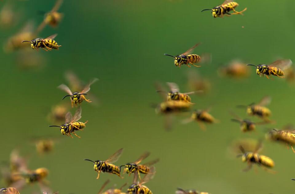 Experts issue warning over ‘aggressive’ drunk wasps swarming parts of ...