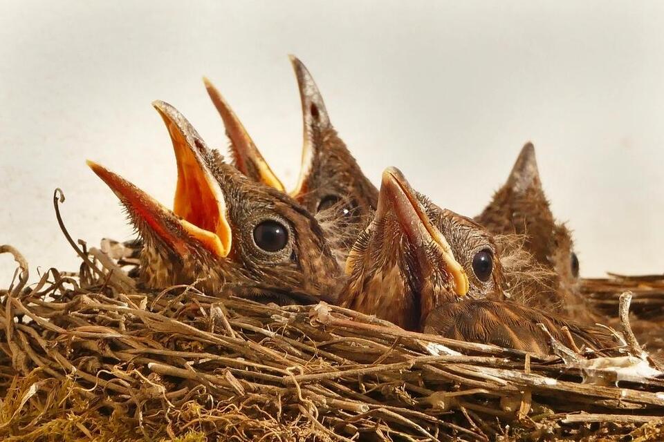 Touching a Baby Bird Won't Make Its Mother Abandon It - NewsBreak