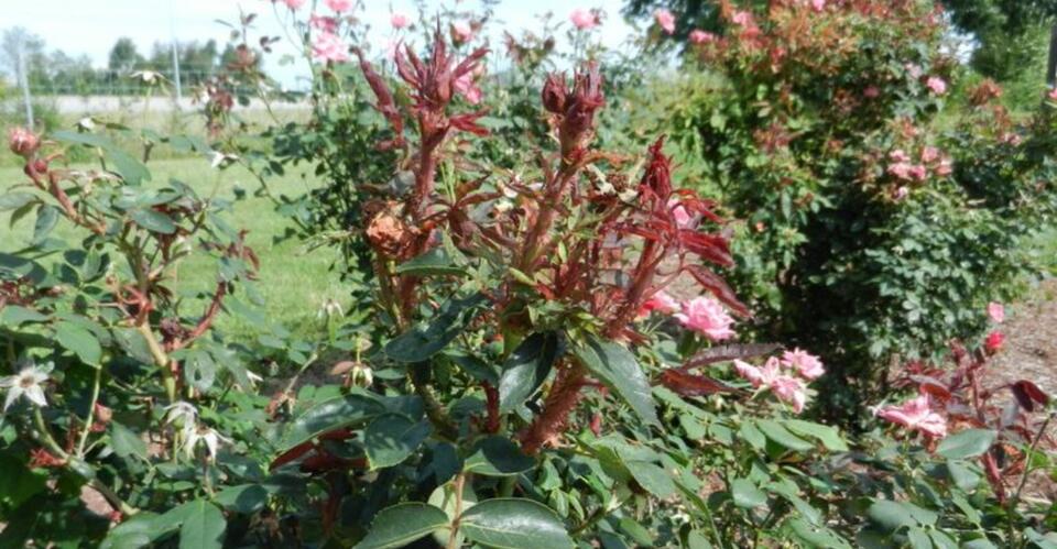 Georgia Knock Out Roses With Witches’ Brooms Need More Than Just ...