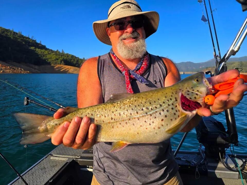 Shasta Lake is producing Piggy Brown and Rainbow Trout