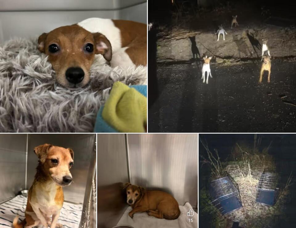 Dozens Of Dogs Abandoned In Crates Across Sussex County, Njsp Seeks ...