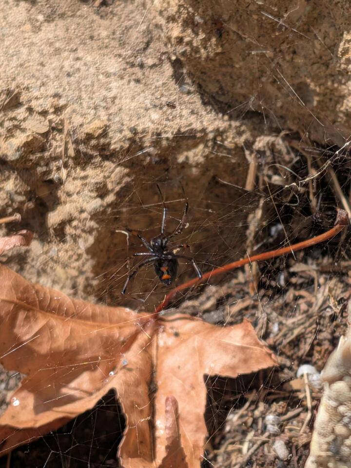 Pest control technician uncovers first recorded northern black widow in ...