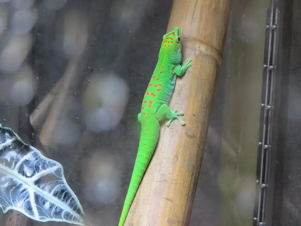 Types of Lizards in Maui: Geckos, Skinks, Anoles, and Chameleons ...