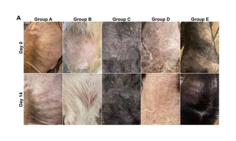 Topical clove oil for canine sarcoptic mange promises faster, plant-based treatment