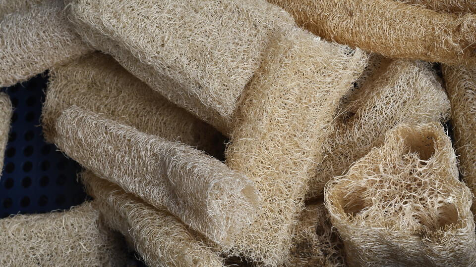 When to harvest luffa – and how to process fruits for homemade sponges ...