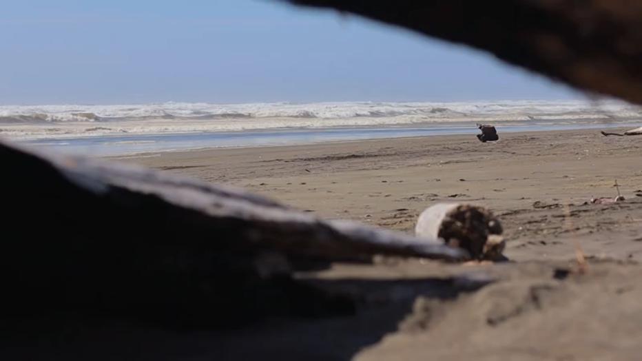 Ocean Shores battles erosion crisis as WA shoreline vanishes, homes at ...