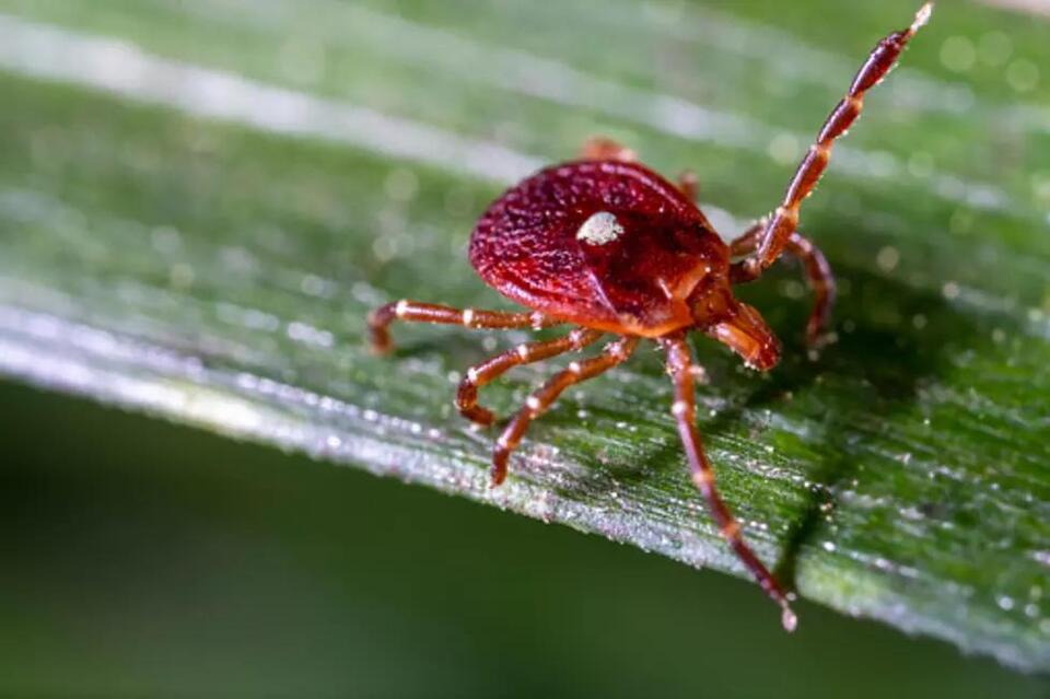 Lone Star Ticks: Here’s Why They’re A Nasty Problem In Illinois - NewsBreak
