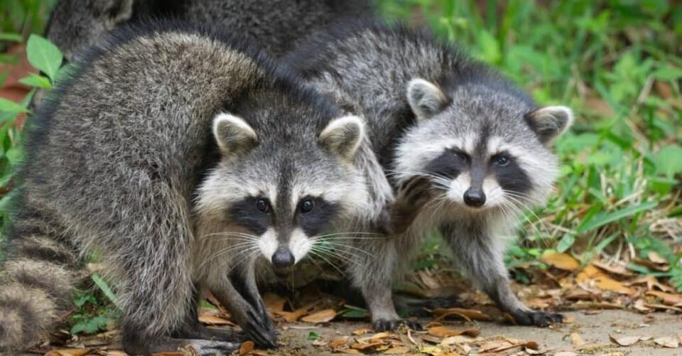 How and Where Do Raccoons Sleep? Everything You Need to Know - NewsBreak