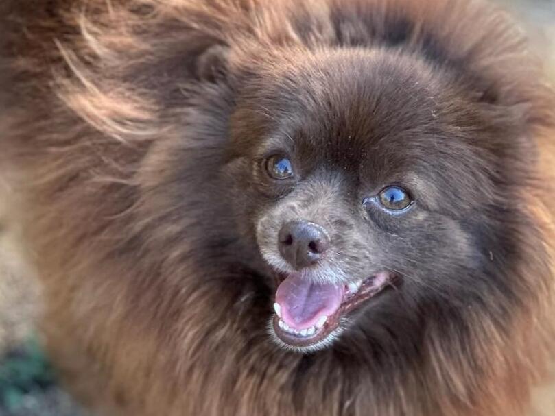 Meet Kiki The Tiny 11lb Dog Looking For Love