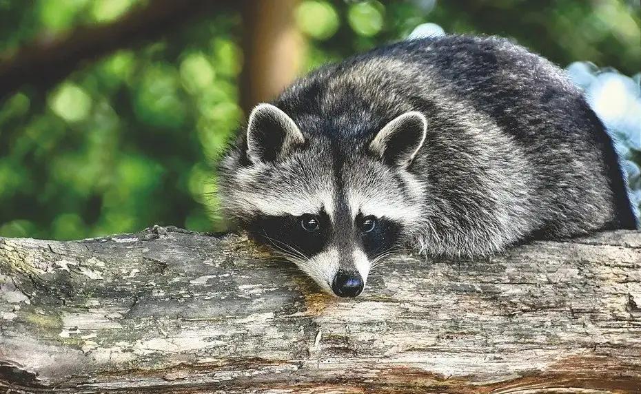 2 Types of Raccoons in Washington State (Pictures and ID Guide) - NewsBreak