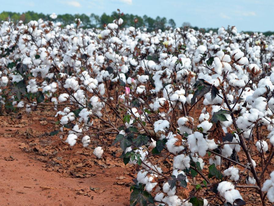 Southwest prepares for annual High Cotton 65mile yard sale