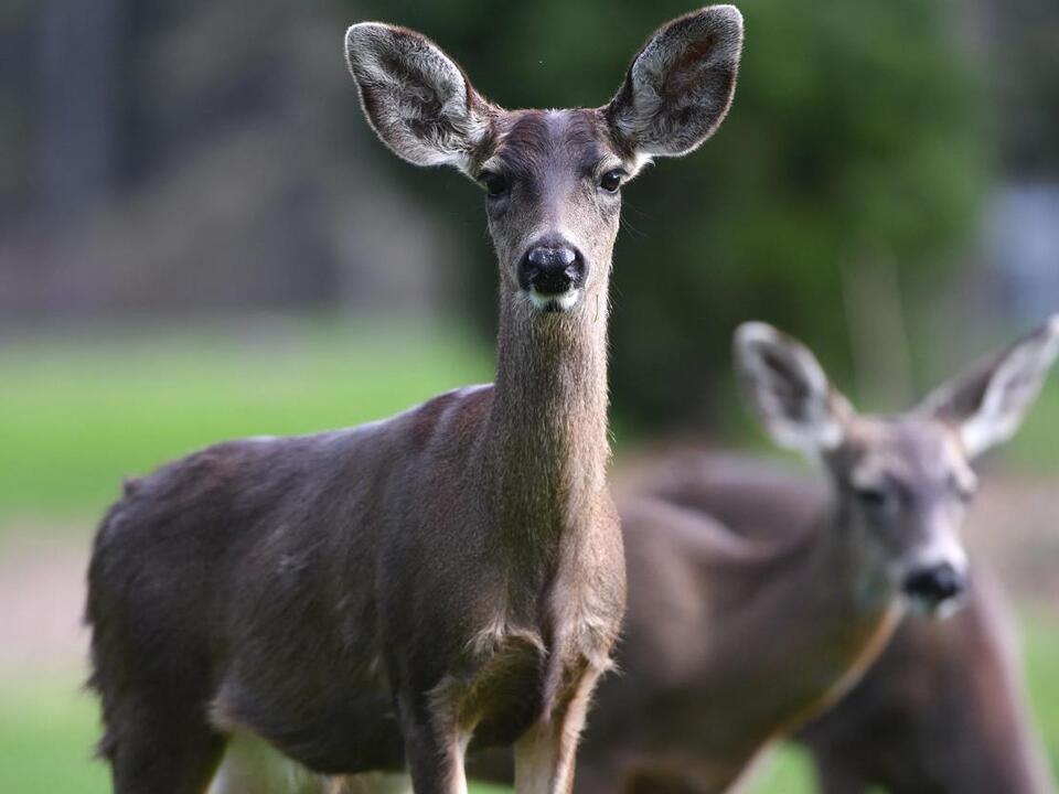 Feasting deer wreck havoc on MidMichigan Christmas tree farm