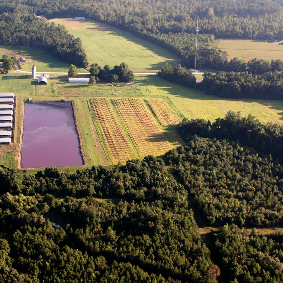 UPDATED: EPA agrees to probe NC permitting of hog operations near ...
