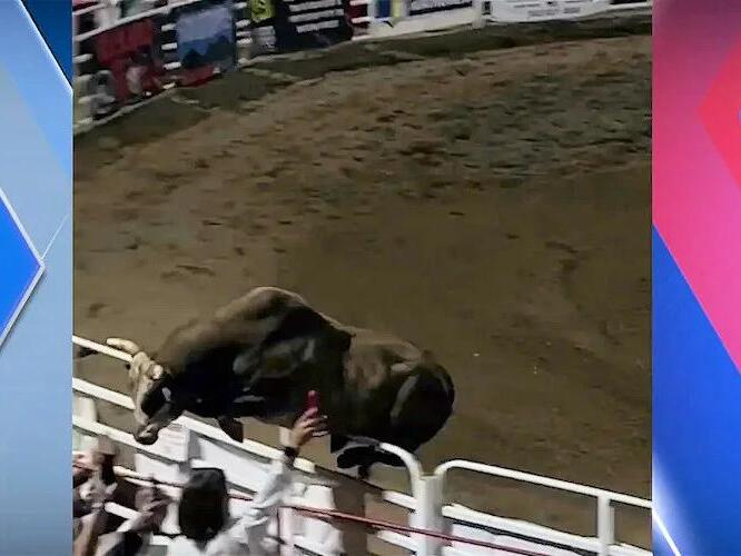 ‘There’s a bull out!’ Bull jumps Sisters Rodeo arena fence; several