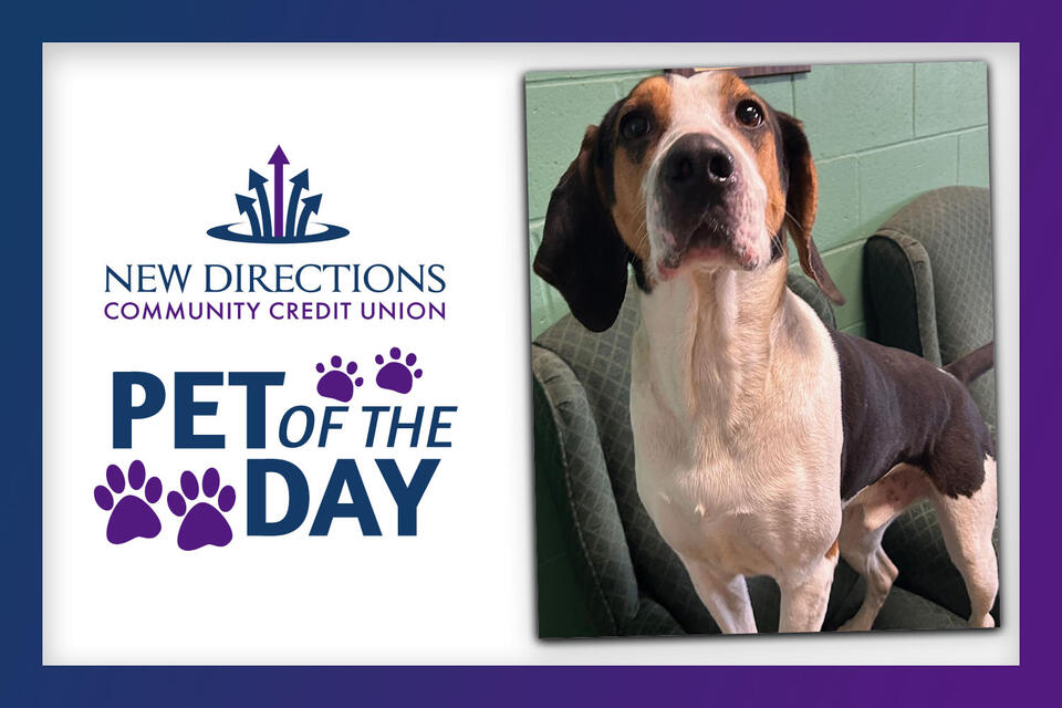 New Directions Adoptable Furry Friend of the Day: Coby