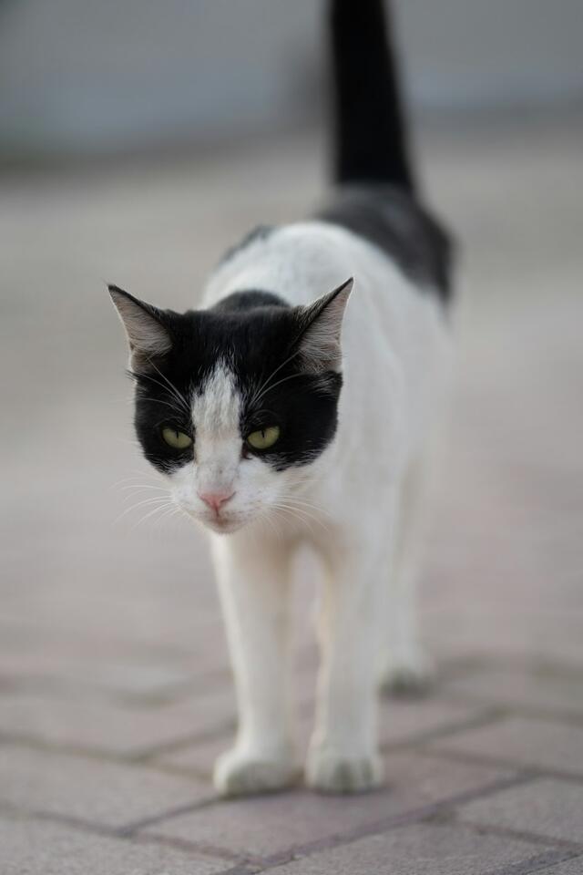 Why Some Cats Sleep Near You But Never Touch You - NewsBreak