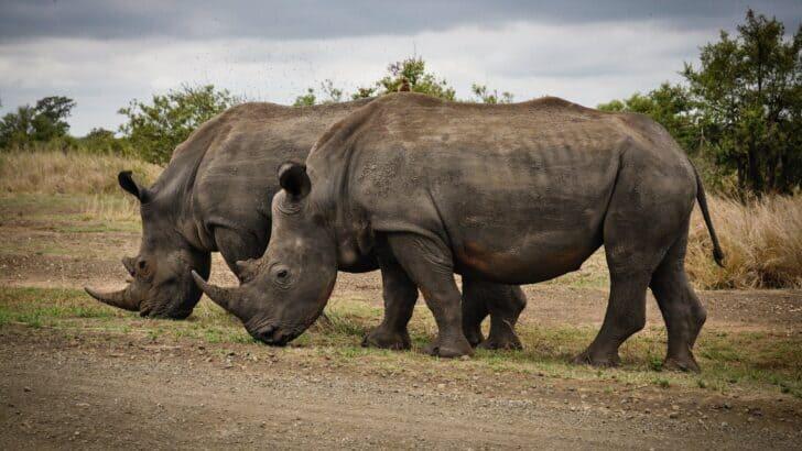 Can AI Really Save Wildlife? The Technology Changing Conservation Forever