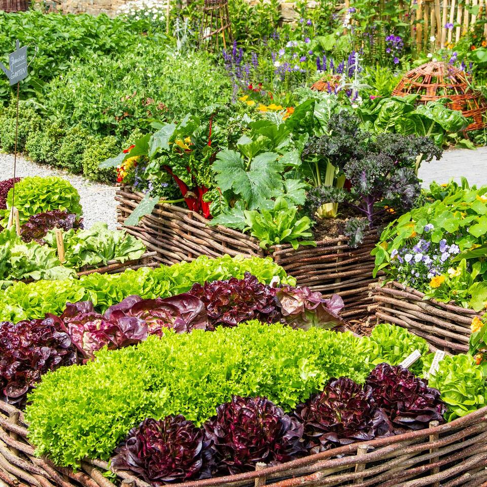 10 Vegetables to Plant in October for Easy Crops and a Bumper Harvest ...