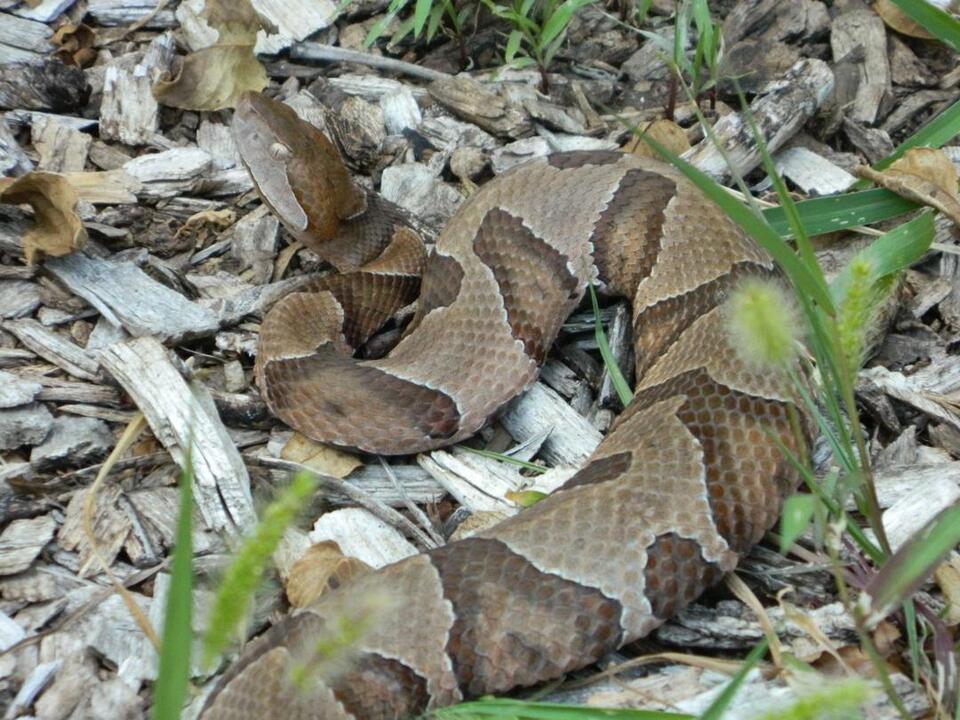 Colleyville boy recovering after copperhead bite in backyard NewsBreak