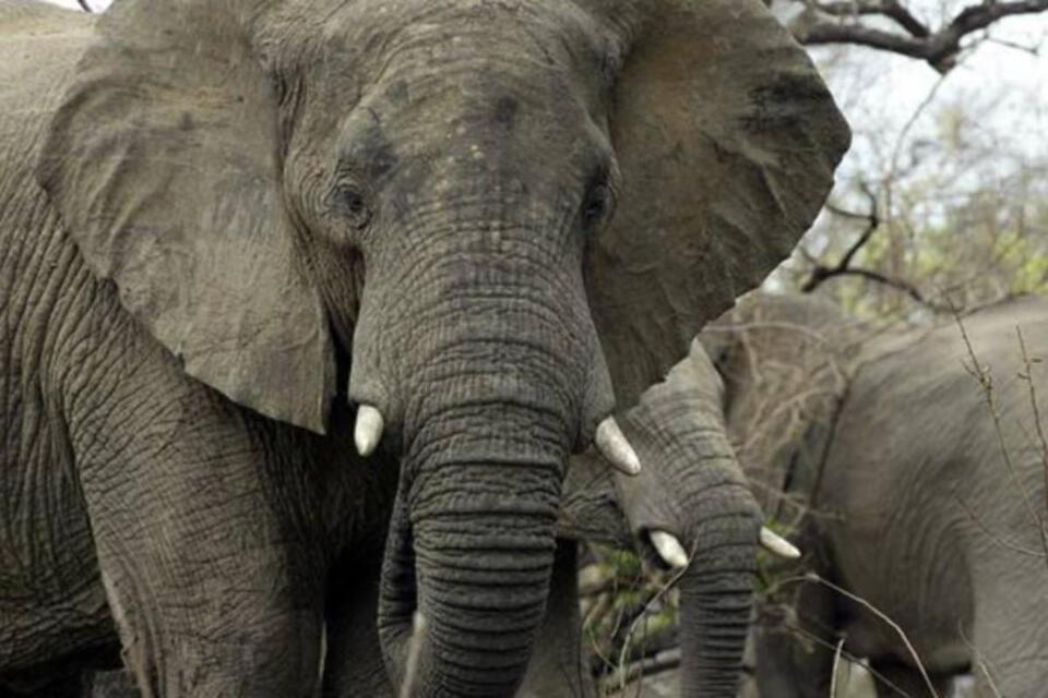 Officials investigate photoshoot with 65-year-old elephant - NewsBreak