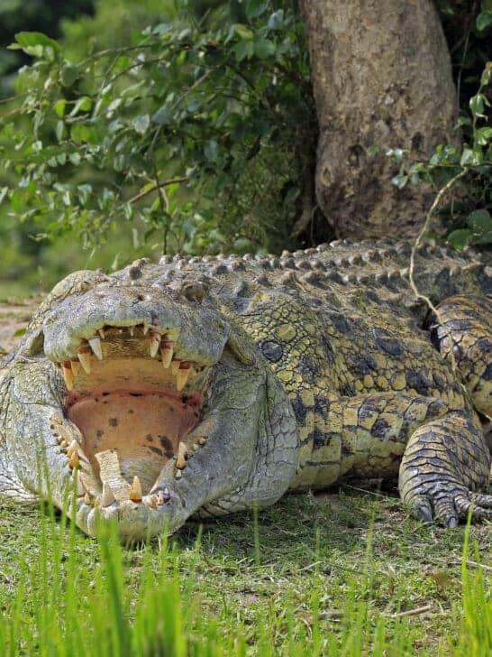 14 Animals With the Most Powerful Bites - NewsBreak