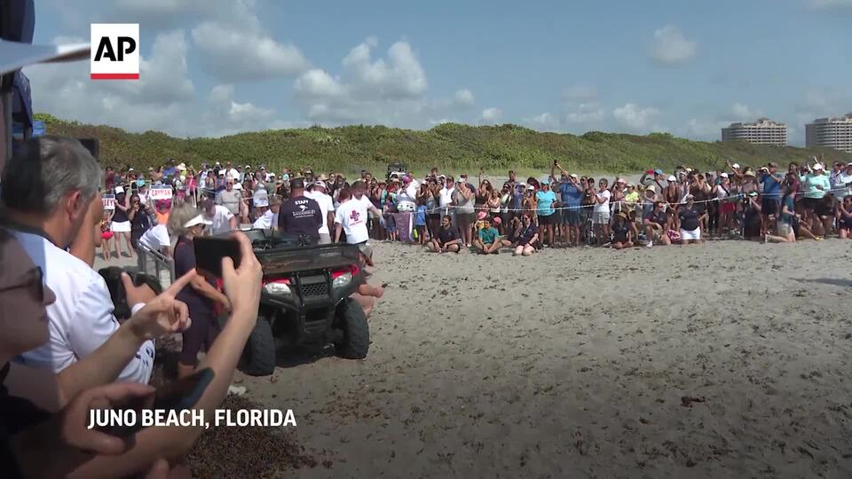 2 injured loggerhead turtles triumphantly crawl into the Atlantic after ...