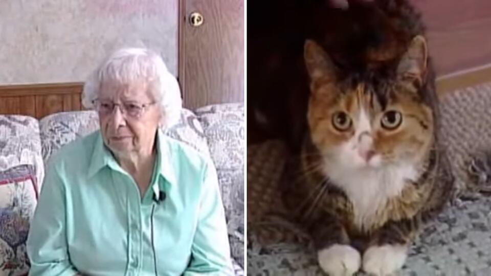 Fearless Cat Takes On Four Pit Bulls To Protect Her Owner From A Brutal ...